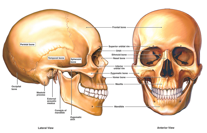 Spine and Brain Tumor and Anatomy | CERN Foundation