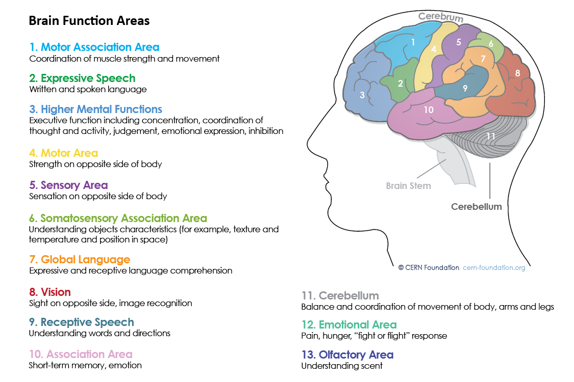 Parts Of The Brain Where Headaches Occur Human Anatomy