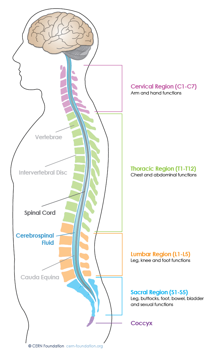 Spinal brain. Spine Brain. Brain and Spinal Cord tumors. Cervical Region. Titan Spinal Fluid.